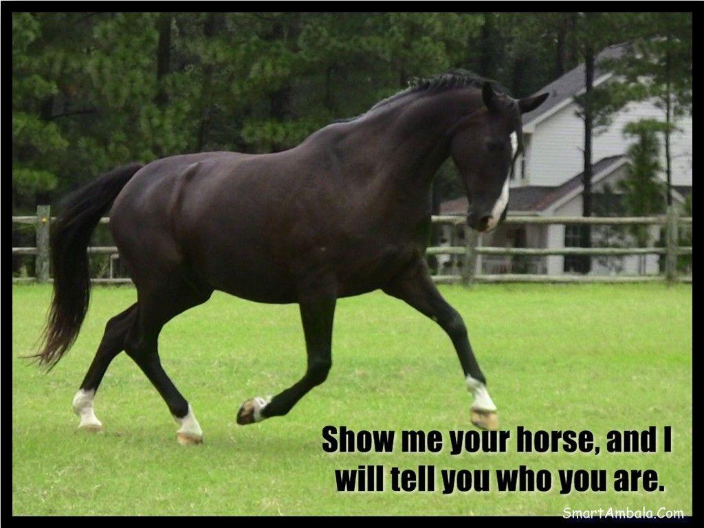 Horse Quotes Wallpapers Top Free Horse Quotes Backgrounds WallpaperAccess