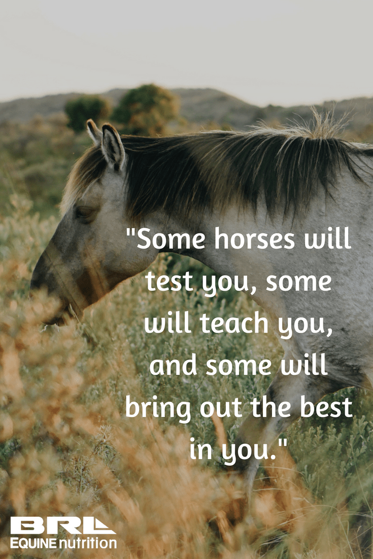 735x1102 inspirational horse quotes and horse ideas. inspirational horse quotes, horse quotes, horse inspiration