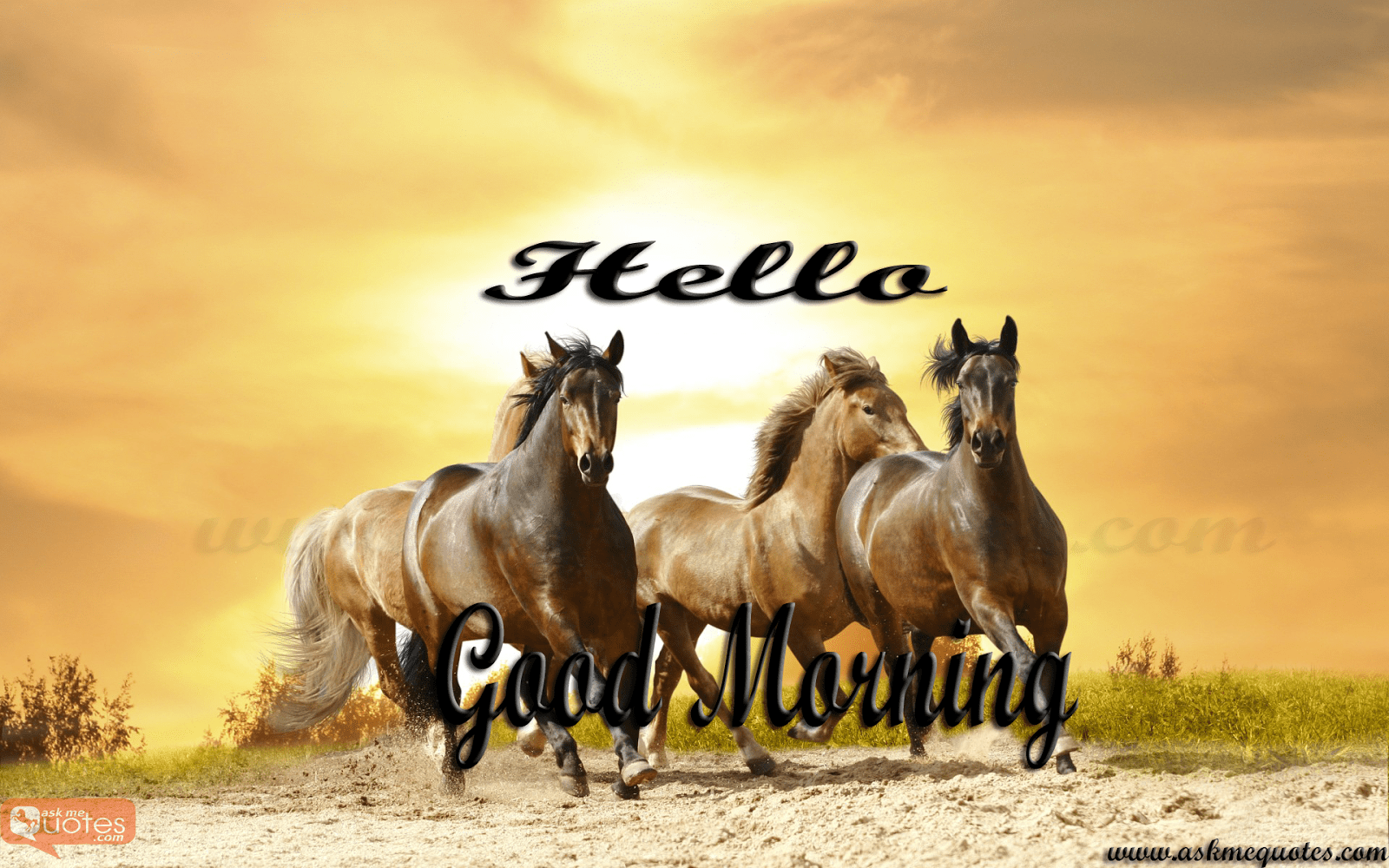 1600x1000 GOOD MORNING QUOTES WITH HORSES, Puledri, Equitazione
