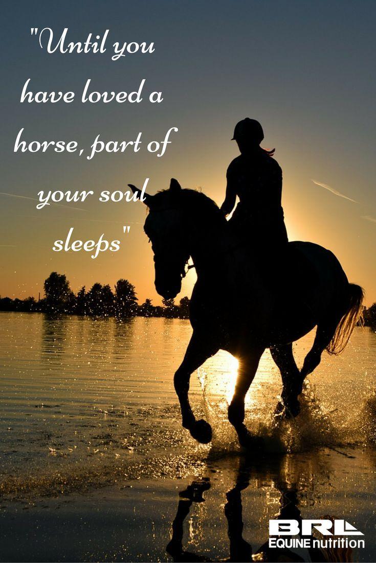 Horse Quotes Wallpapers Top Free Horse Quotes Backgrounds WallpaperAccess