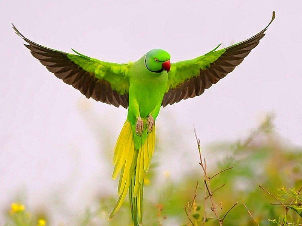 Green Parrot HD Wallpapers - Top Free Green Parrot HD Backgrounds -  WallpaperAccess