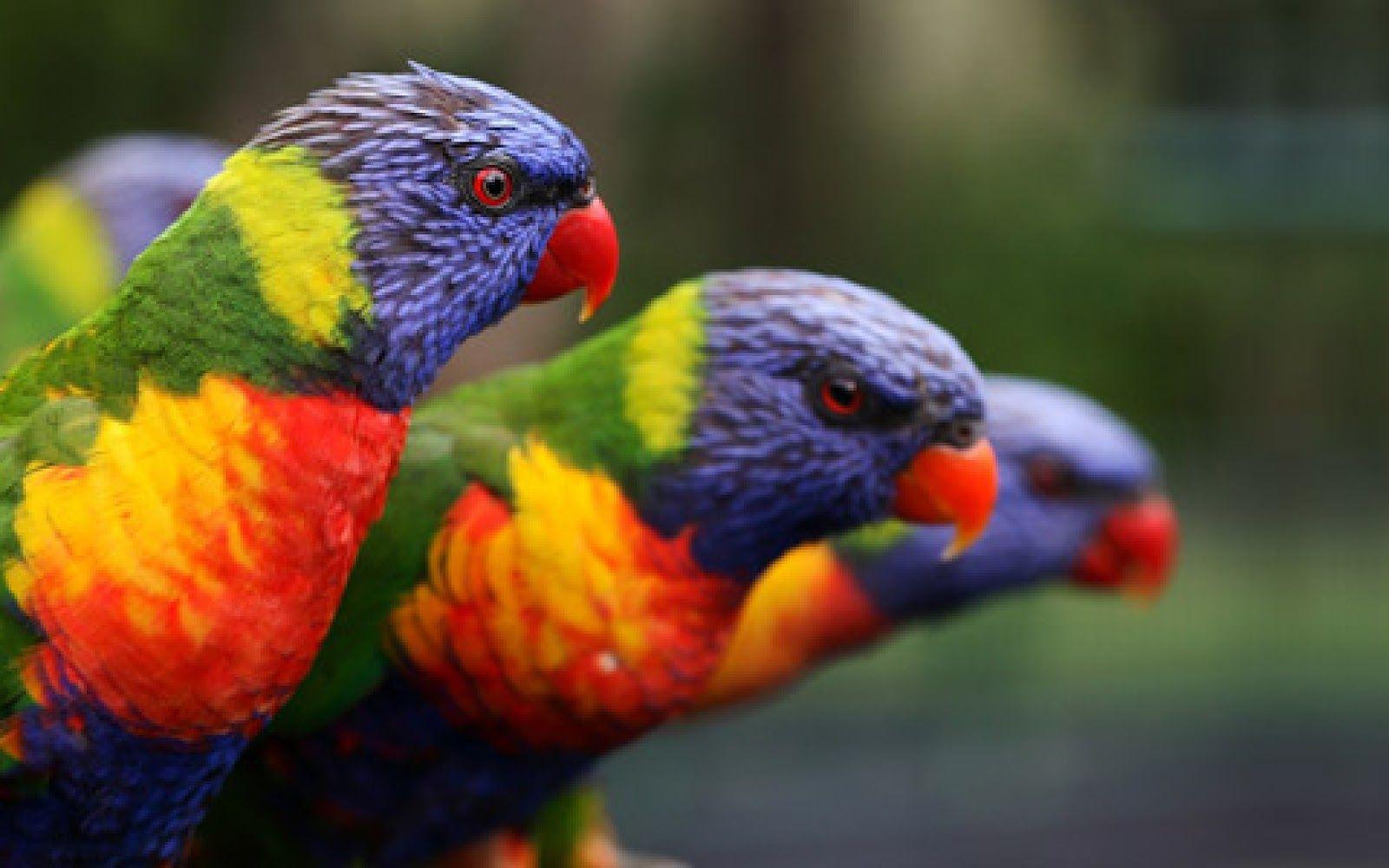 1600x1000 Cute Parrot Bird Photo 2013. Funny And Cute Animals