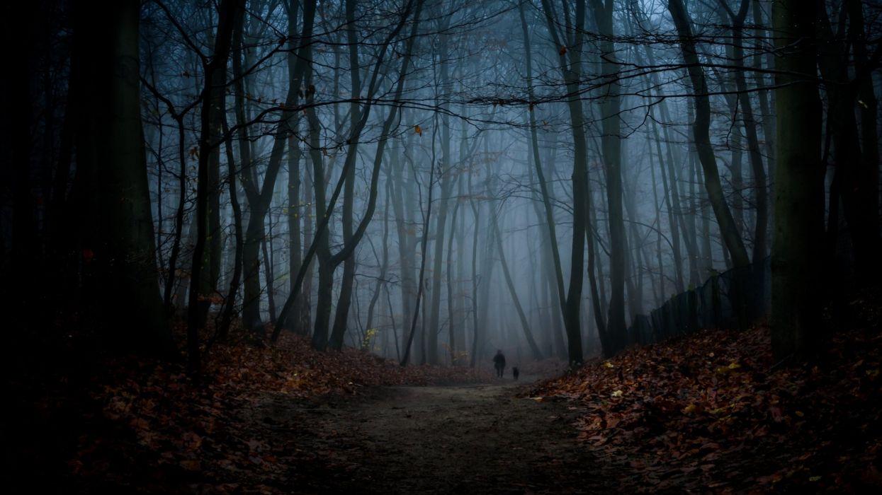 1245x700 Forest tree landscape nature autumn dark fog wallpaperx1440