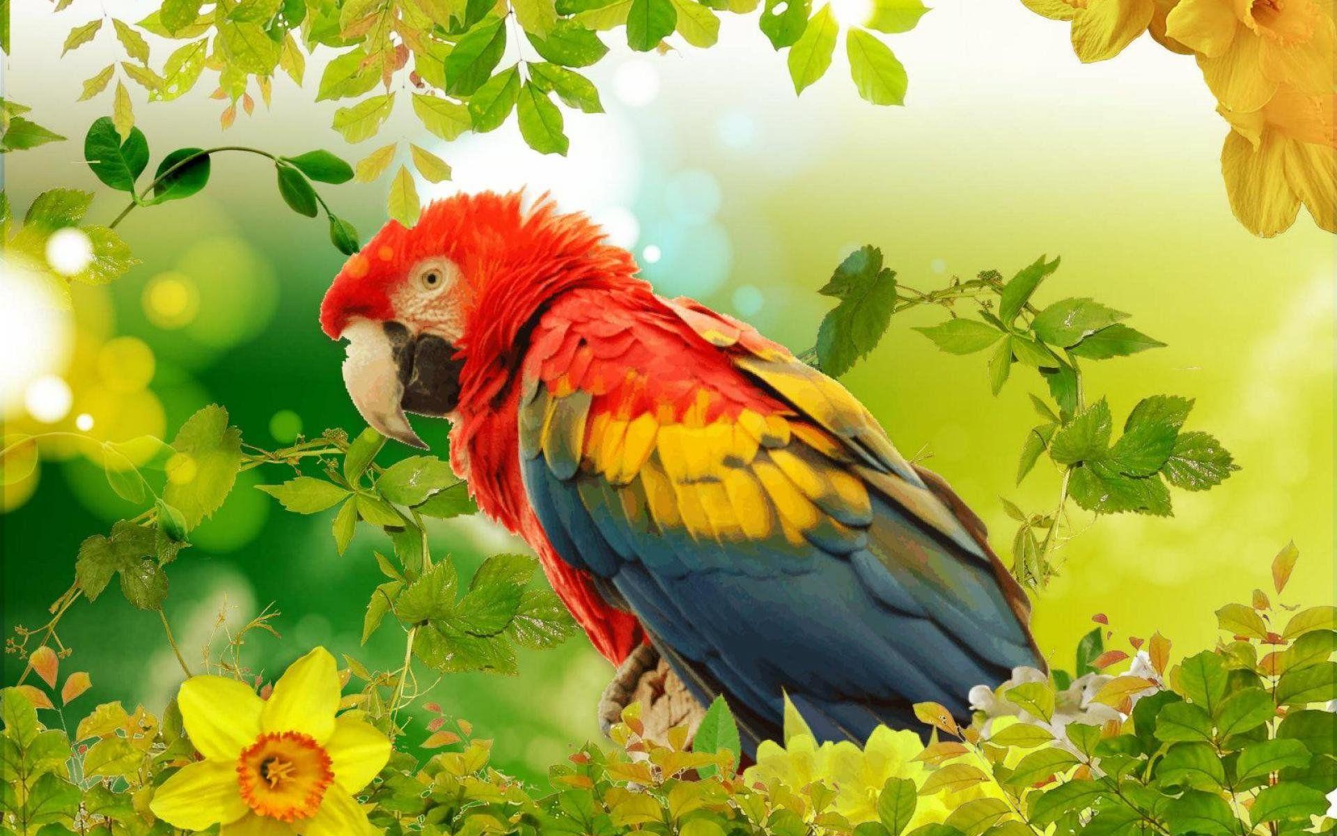 1920x1200 Macaw parrot bird tropical (56) wallpaperx1200