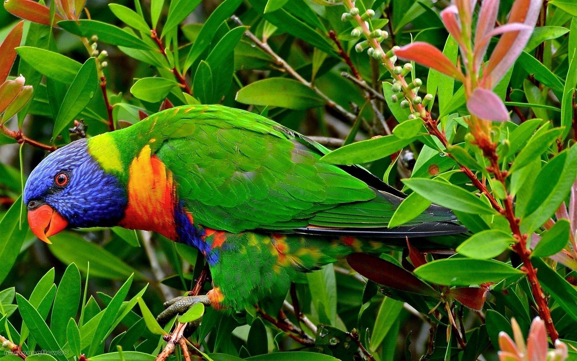 1920x1201 Birds parrot wallpaper