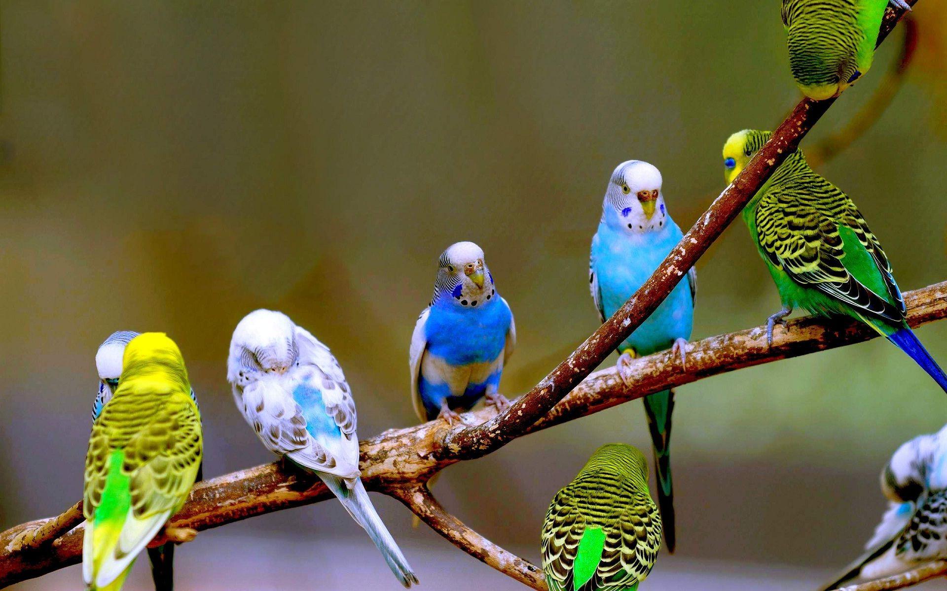 1920x1200 Cute and beautiful parrot birds wallpaper. HD Wallpaper Rocks