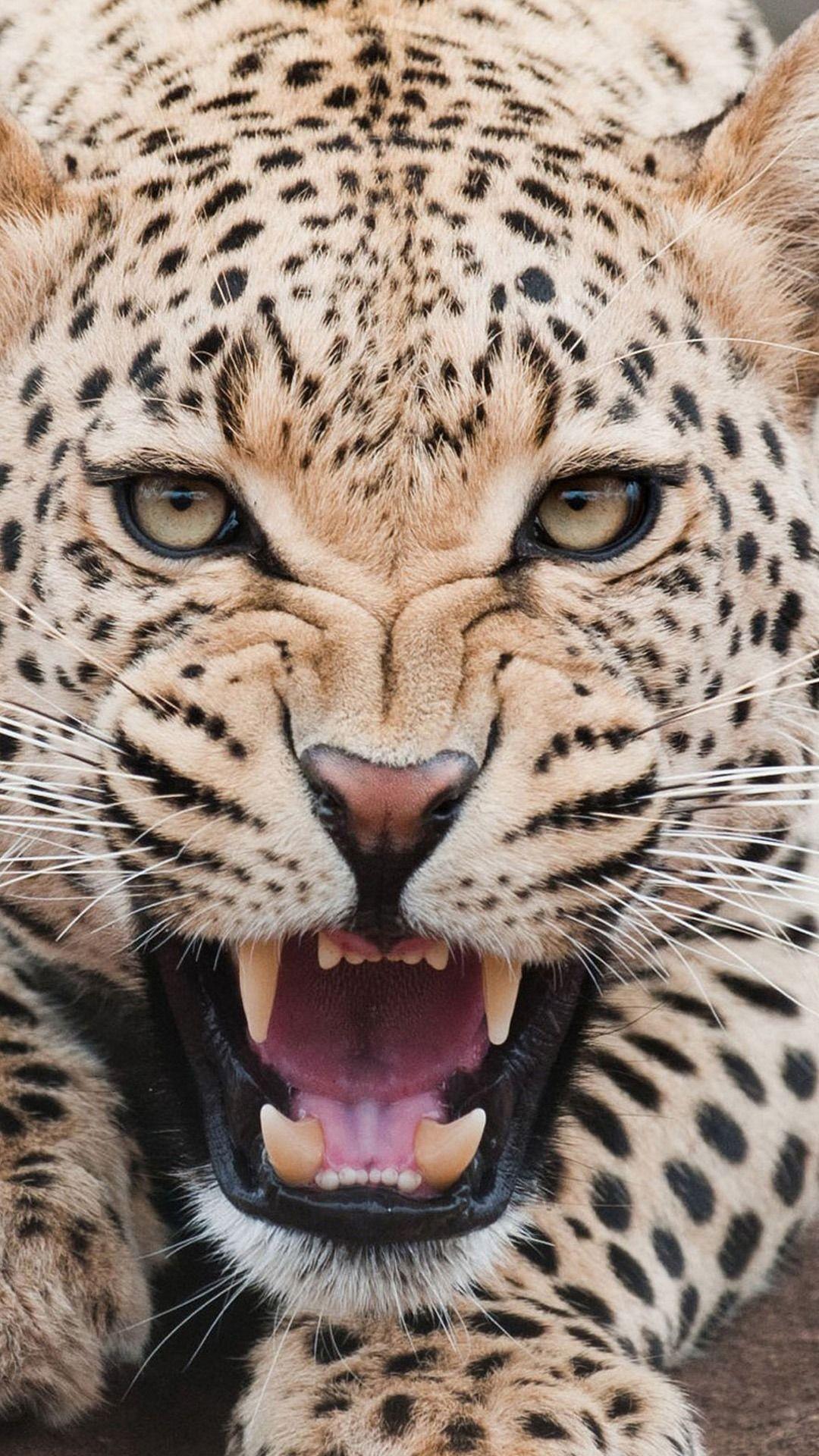 1080x1920 Fierce Shouting Panthera Pardus Macro Face iPhone Wallpaper Wallpaper Animals 1080p Wallpaper & Background Download
