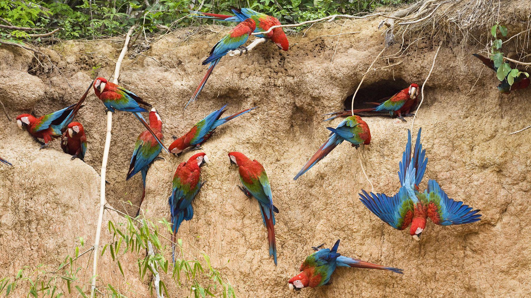 1800x1013 HD parrot photo 19534