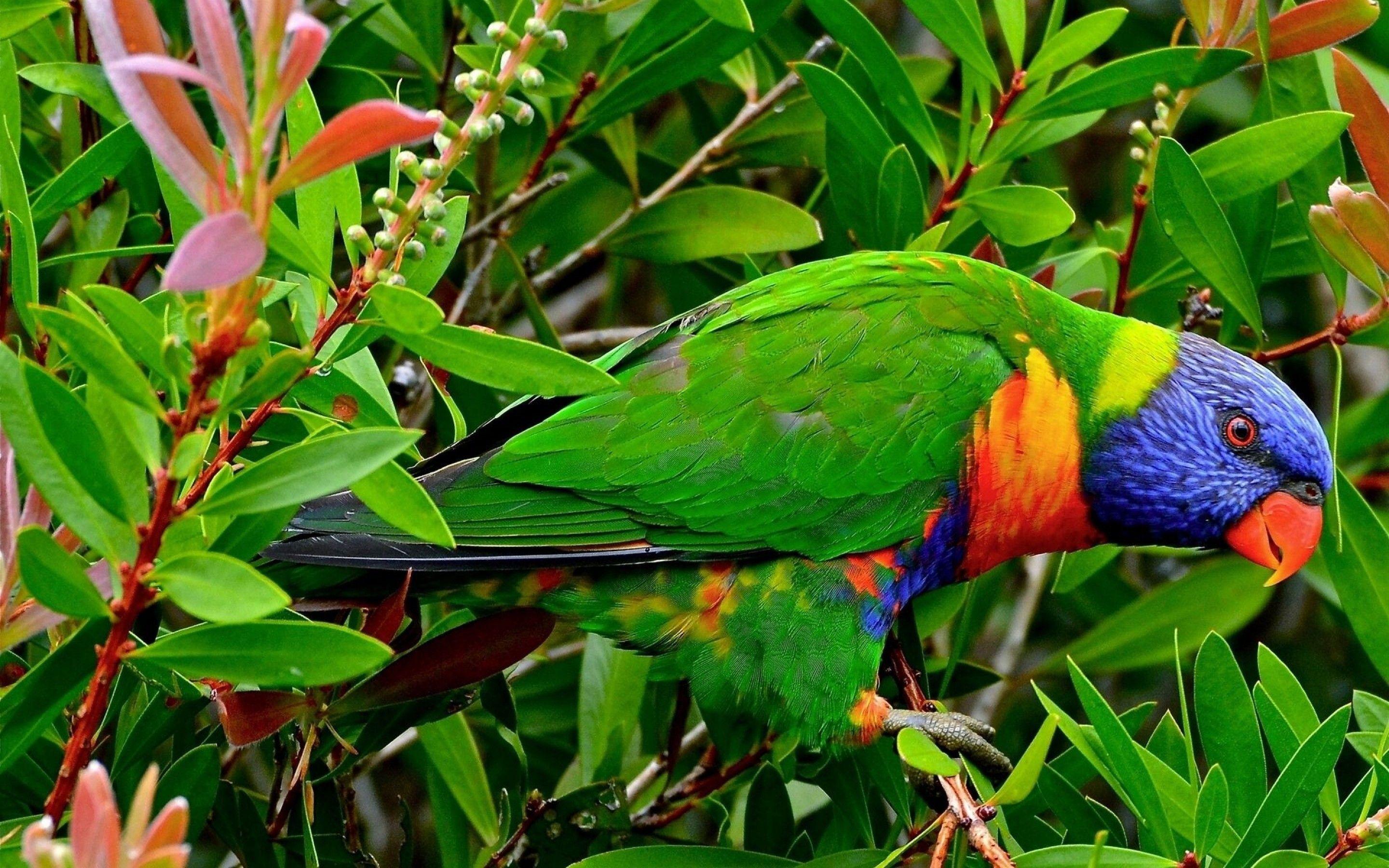 2880x1800 Beautiful Multicolor Parrot Seating in Garden Wallpaper