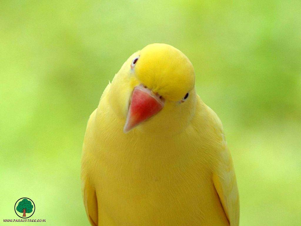 1024x768 Color Parrot Bird Wallpaper