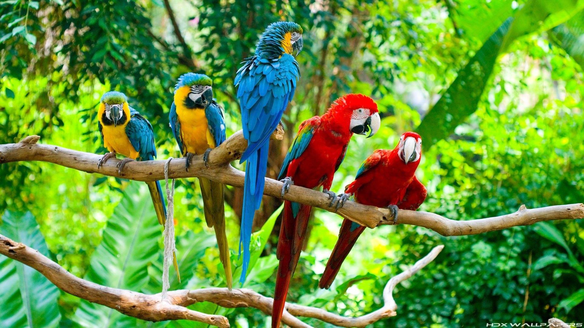 1920x1080 Birds: Macaw Tropical Parrot Bird Birds Wallpaper Peacock for HD 16