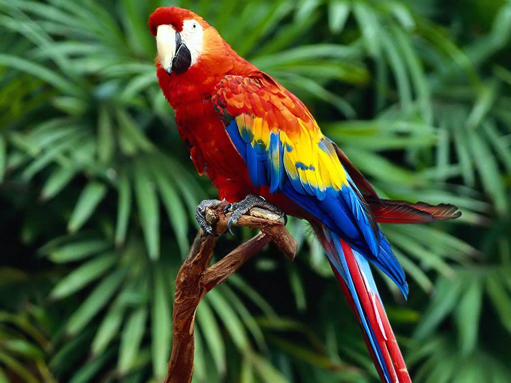 1024x768 WildLife: Parrots Birds Beautiful Photo