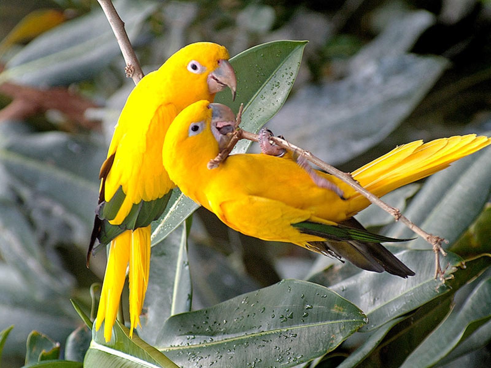 1600x1200 Baby Parrot Desktop Wallpaper 19742
