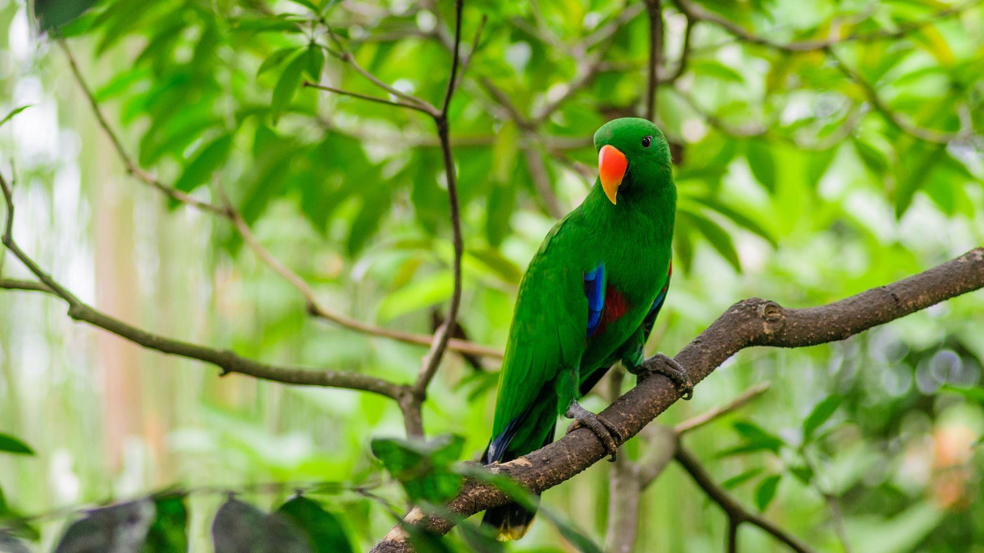 1920x1080 Download wallpaper 1920x1080 parrot, bird, tree, branch full HD