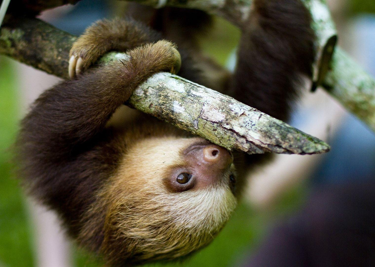 1520x1080 Baby Sloth Desktop Background