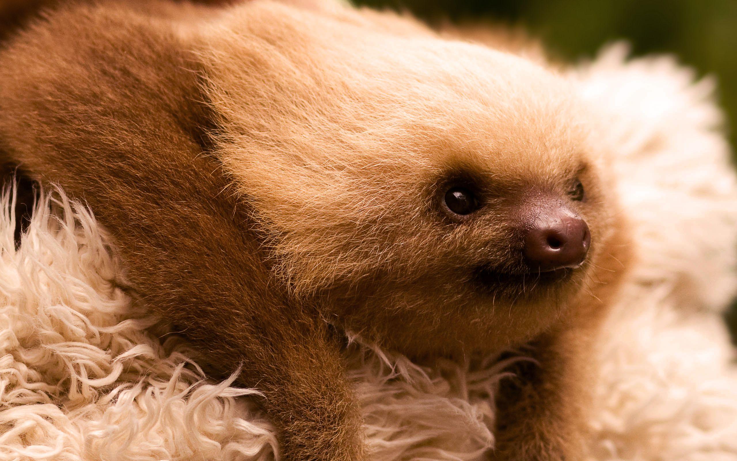 baby sloth wallpaper