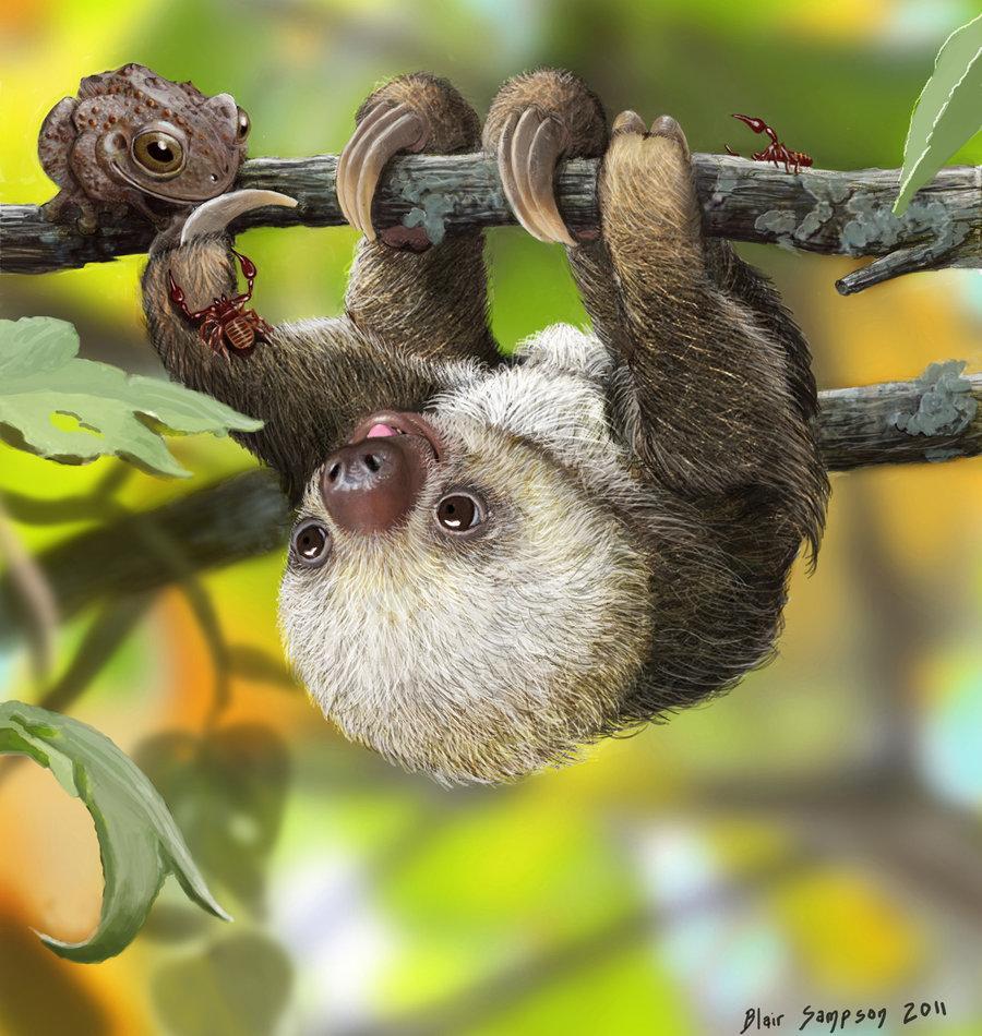baby sloths wallpaper app android