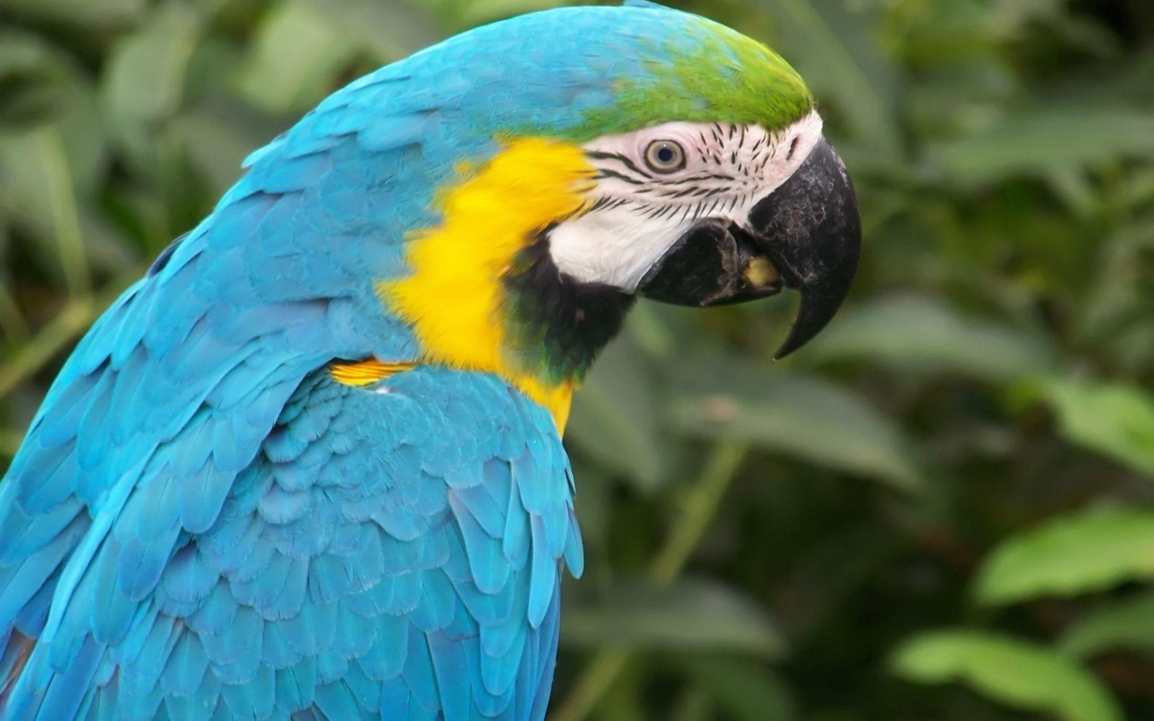 1680x1050 Blue Macaw Parrot Wallpaper Parrots Animals Wallpaper in jpg format