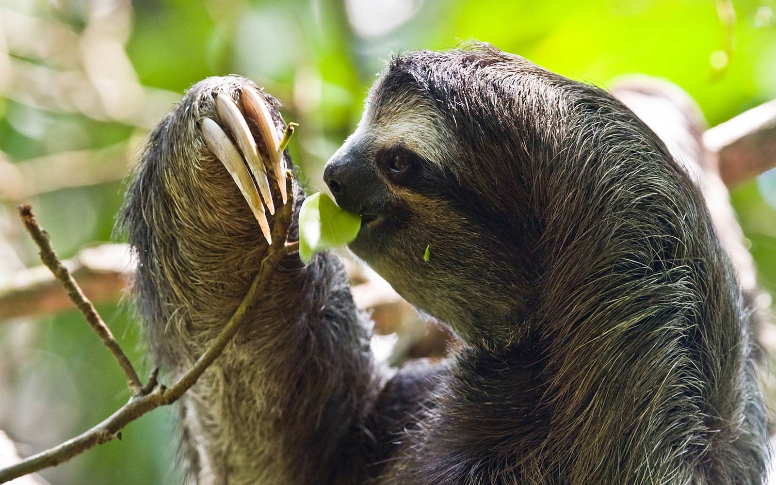 Hình nền con lười miễn phí 1600x1000 Tải xuống - Two Toed Vs Three Toed Sloth - 1600x1000 - Tải xuống hình nền HD