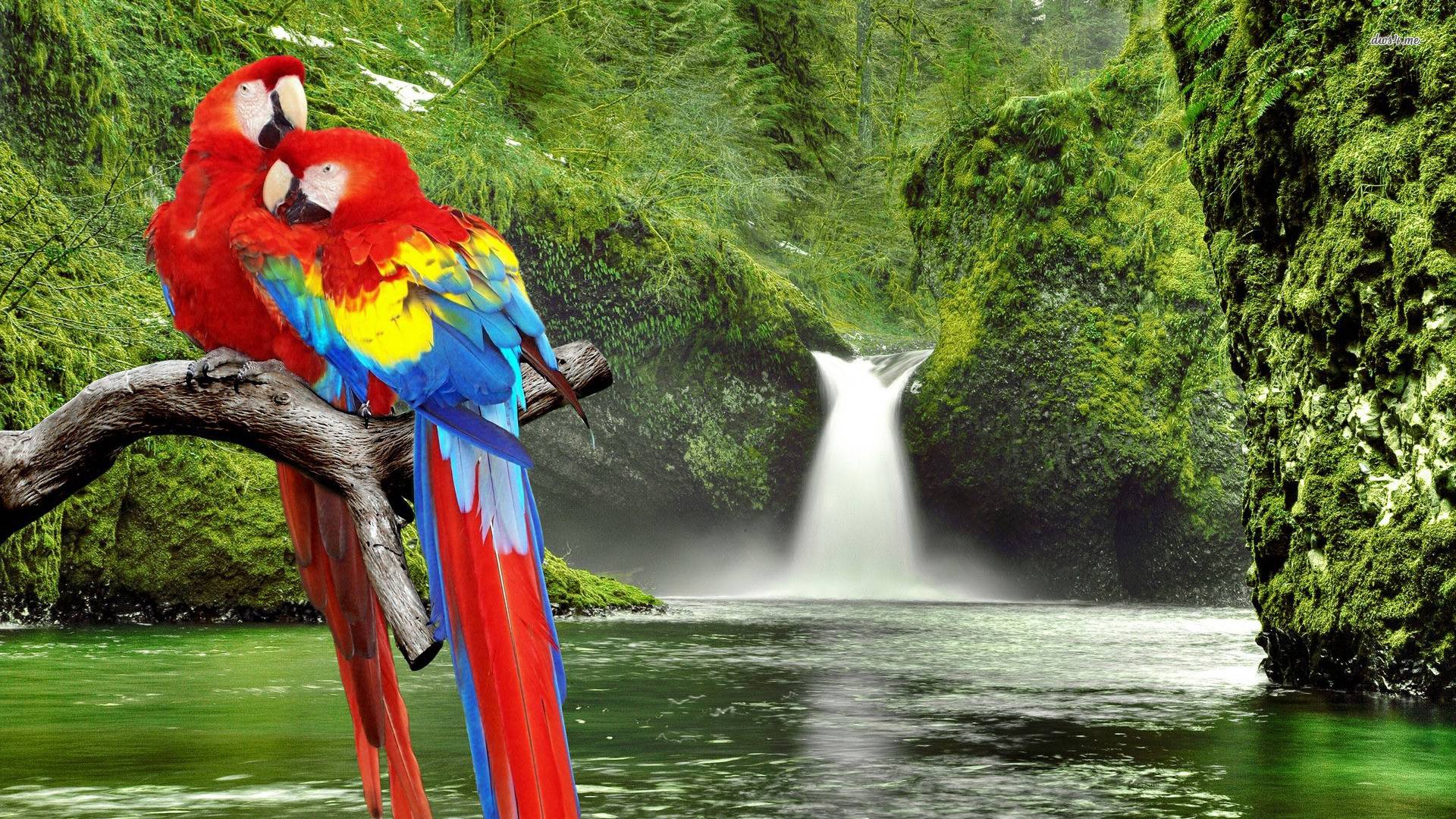 1920x1080 Colorful Bird Parrot Image Birds Wallpaper