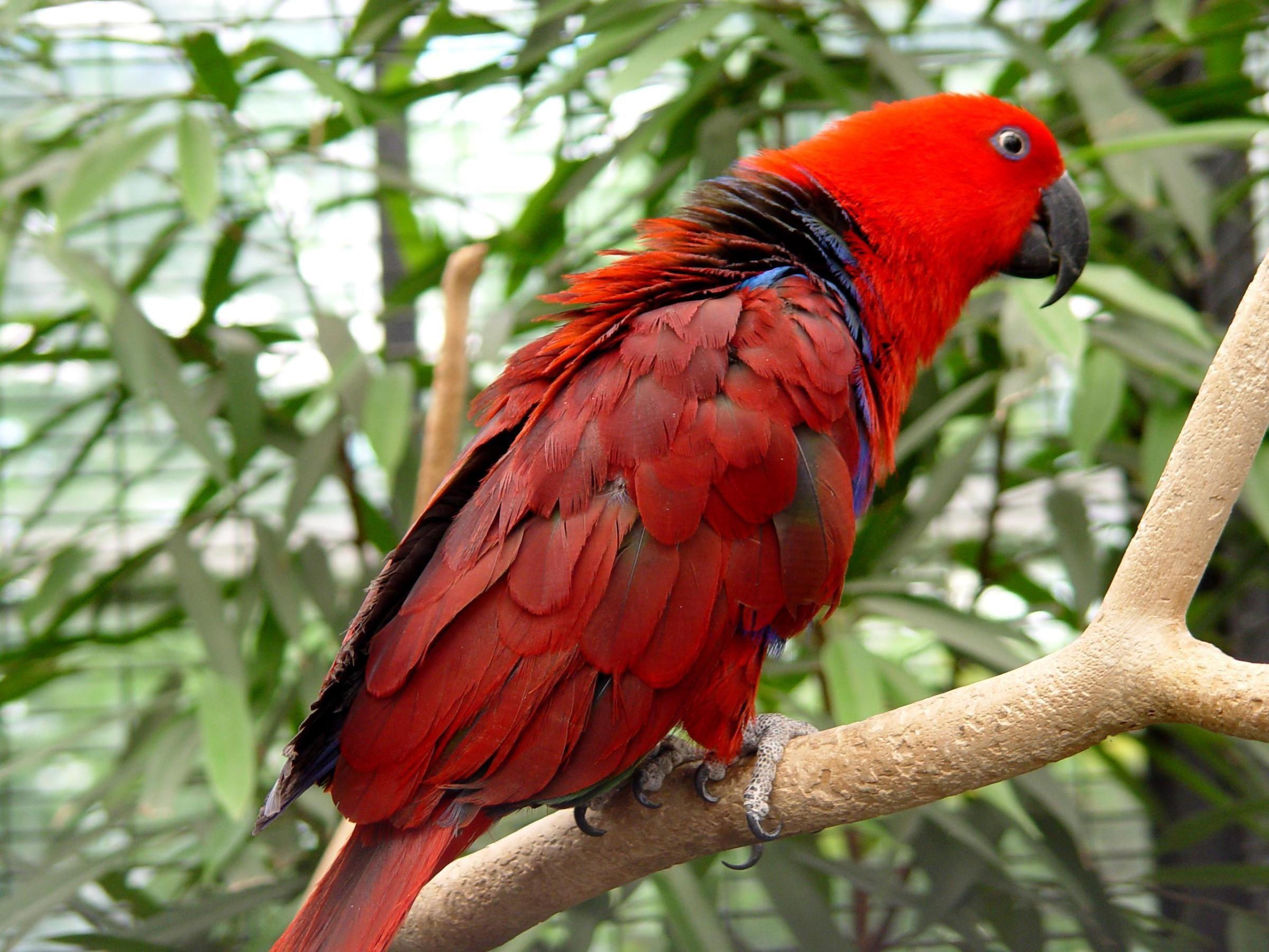 2400x1800 image of Australia. Australian Eclectus Parrot Parrot Birds