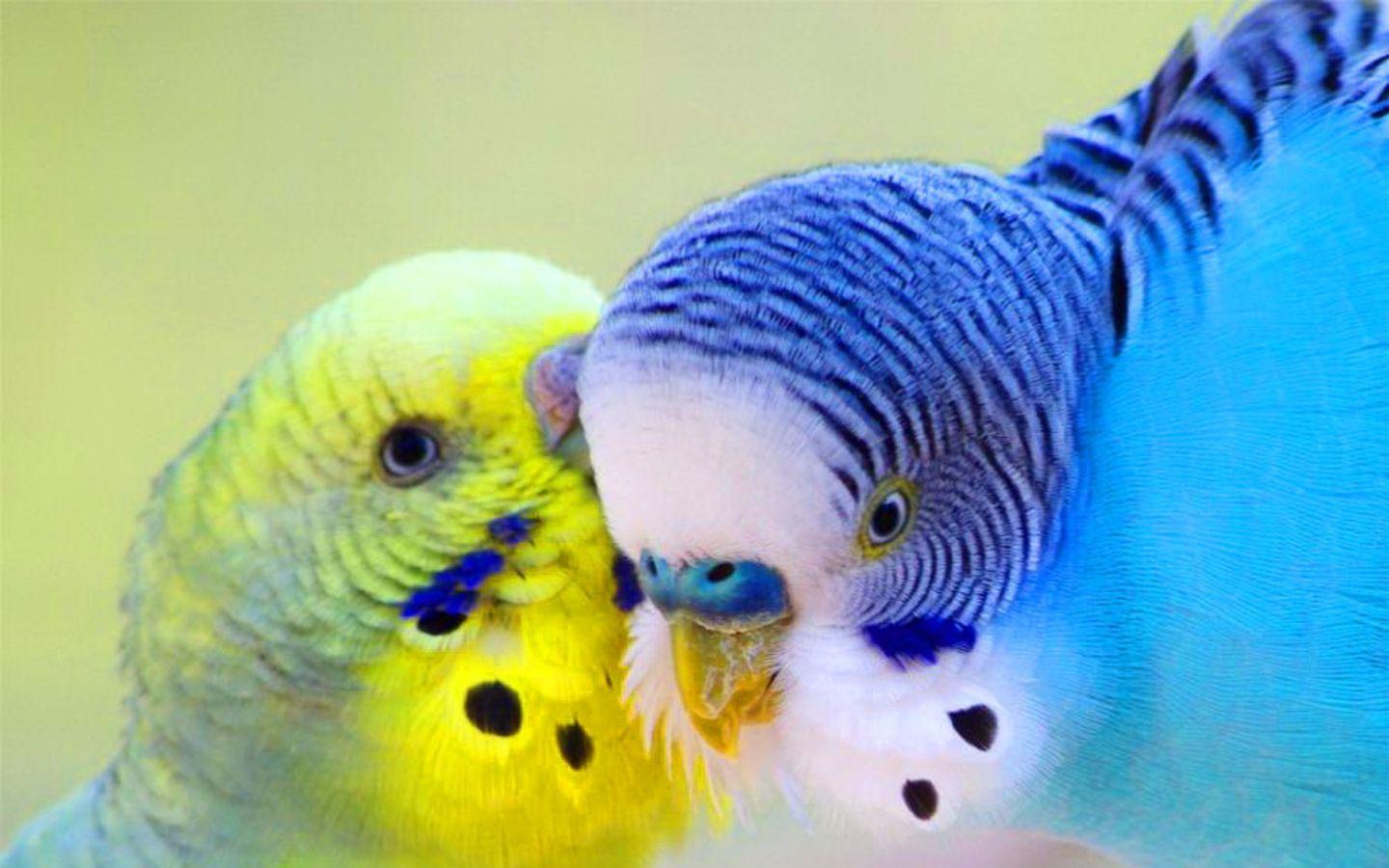 1440x900 Cute Love Bird Colorful Parrot HD Wallpaper Download