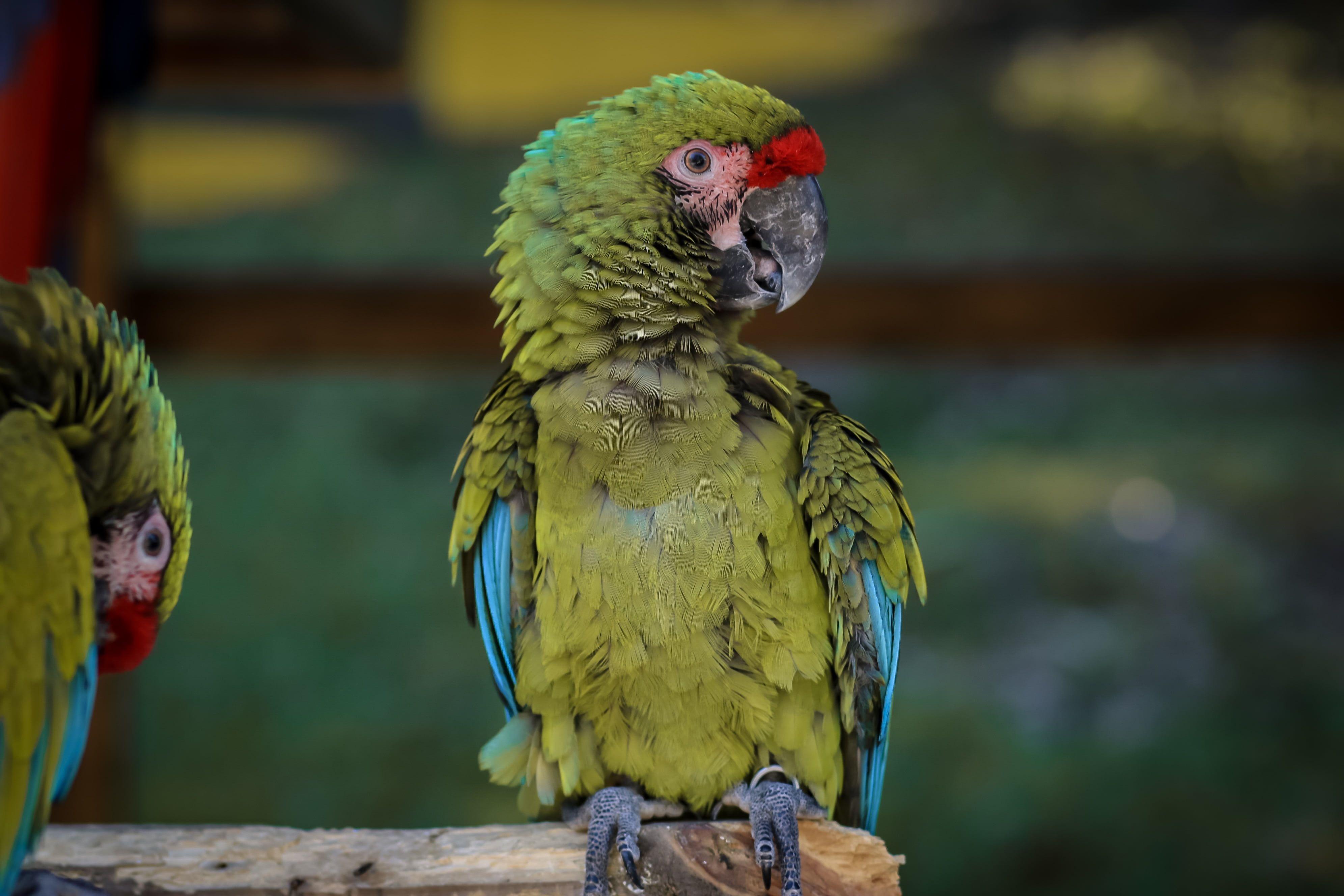 3984x2656 Green parrot, Macaw, Parrot, Bird HD wallpaper