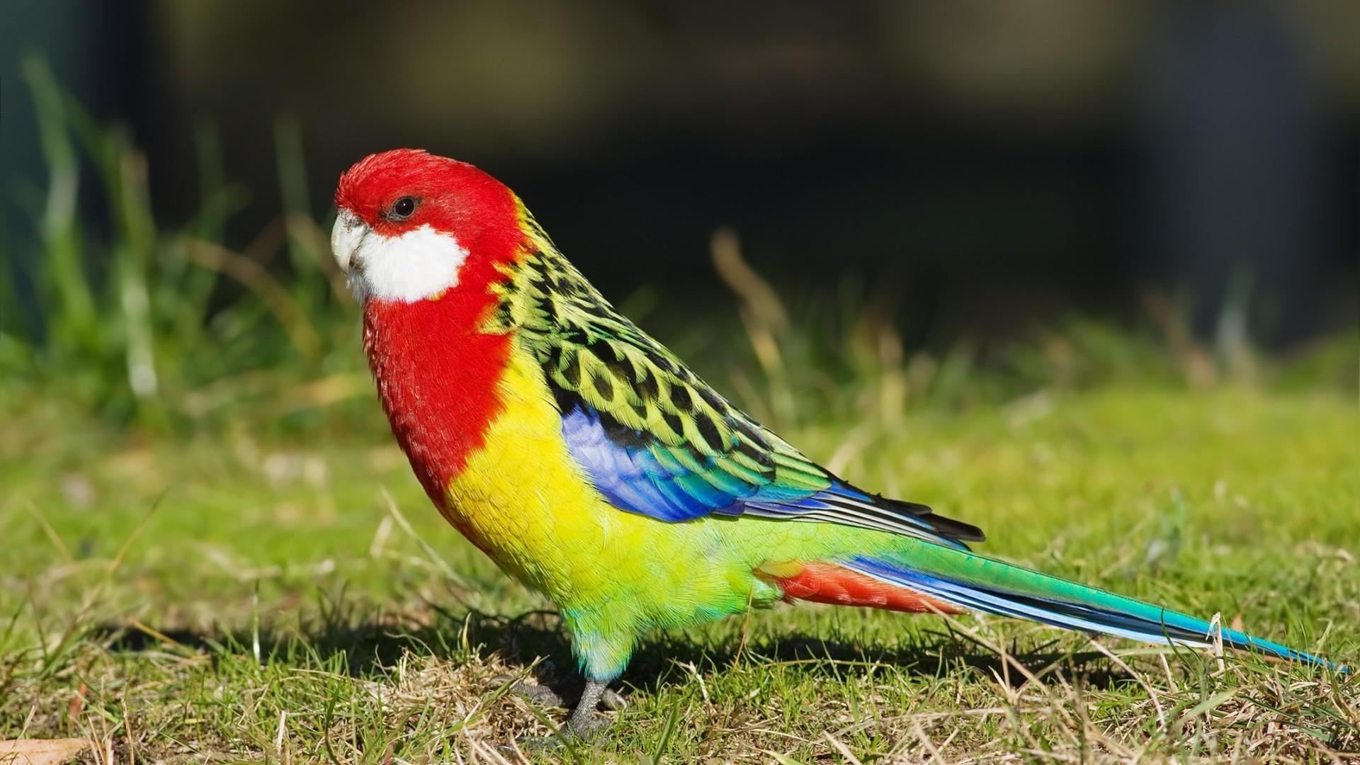 1920x1080 Animals & Birds Cantankerous Parakeets wallpaper Desktop, Phone