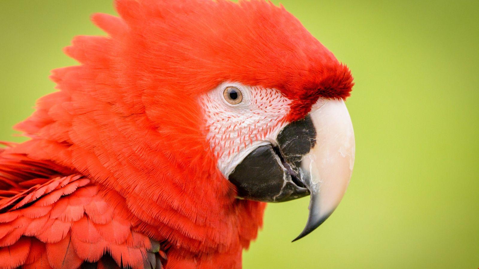 1600x900 5k Red Parrot Background. HD Wallpaper 5k