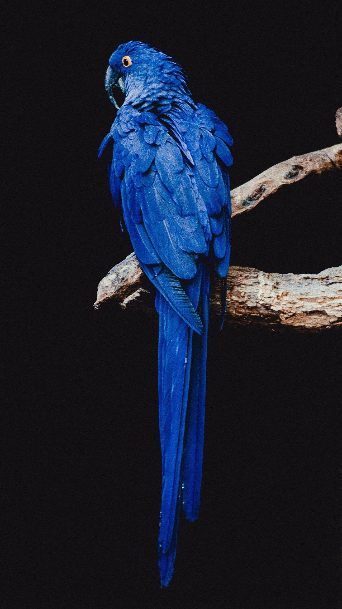 1440x2560 Parrot Bird Branch Wallpaper - [1440x2560]