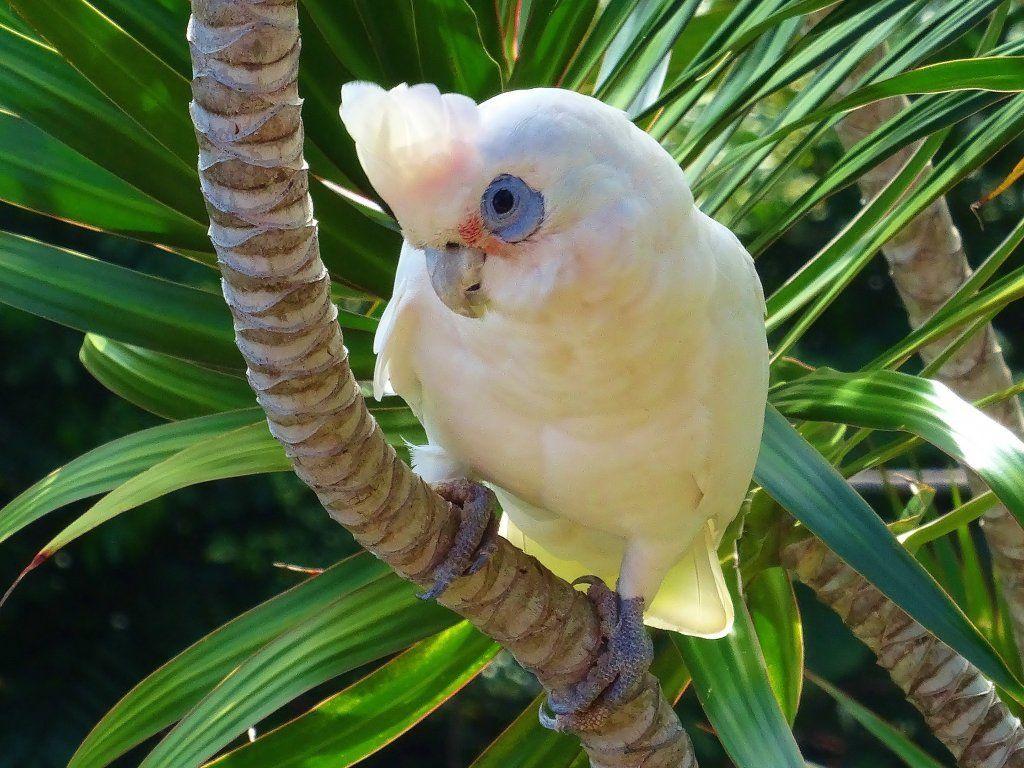 1024x768 Desktop wallpaper white parrot, cockatoo, bird, HD image, picture