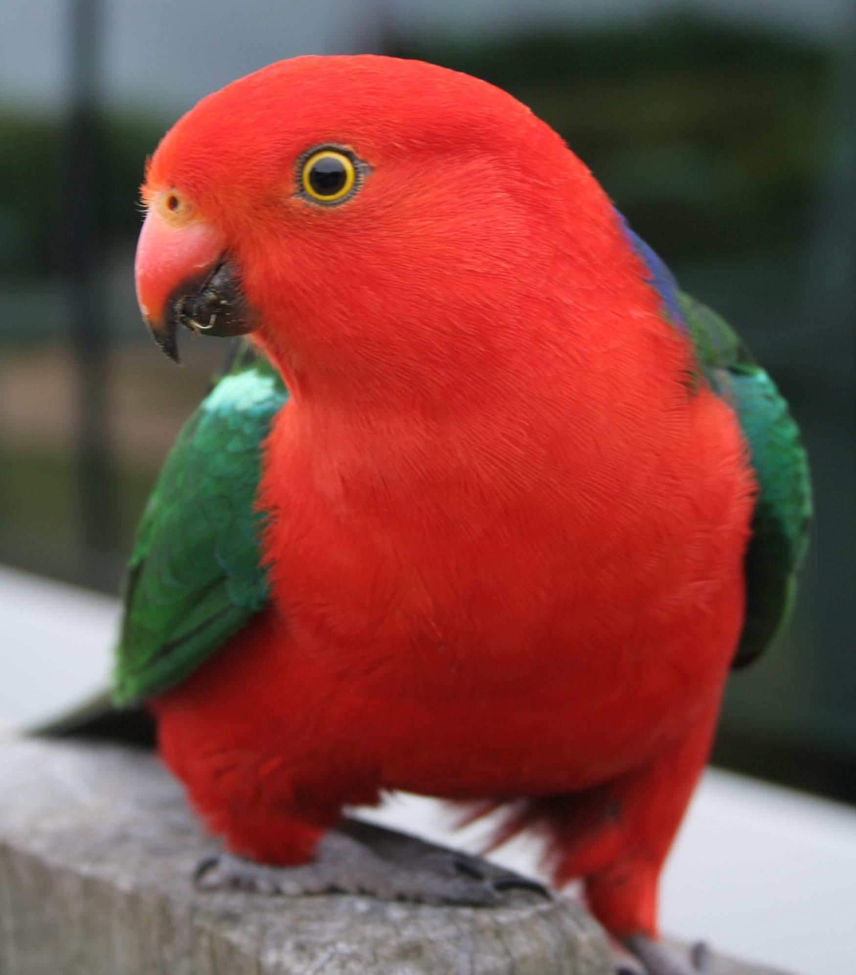 1750x1993 Parrot. Free HD Top Most Downloaded Wallpaper