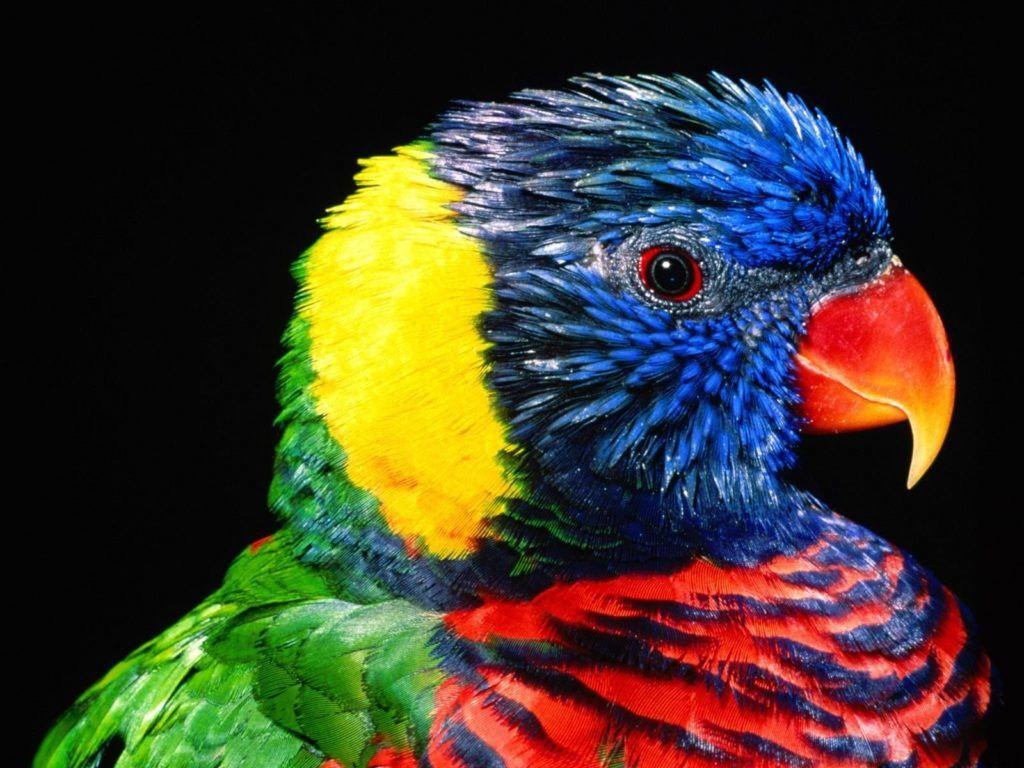 1024x768 Colorful Parrot Bird Wallpaper. HD Desktop Background