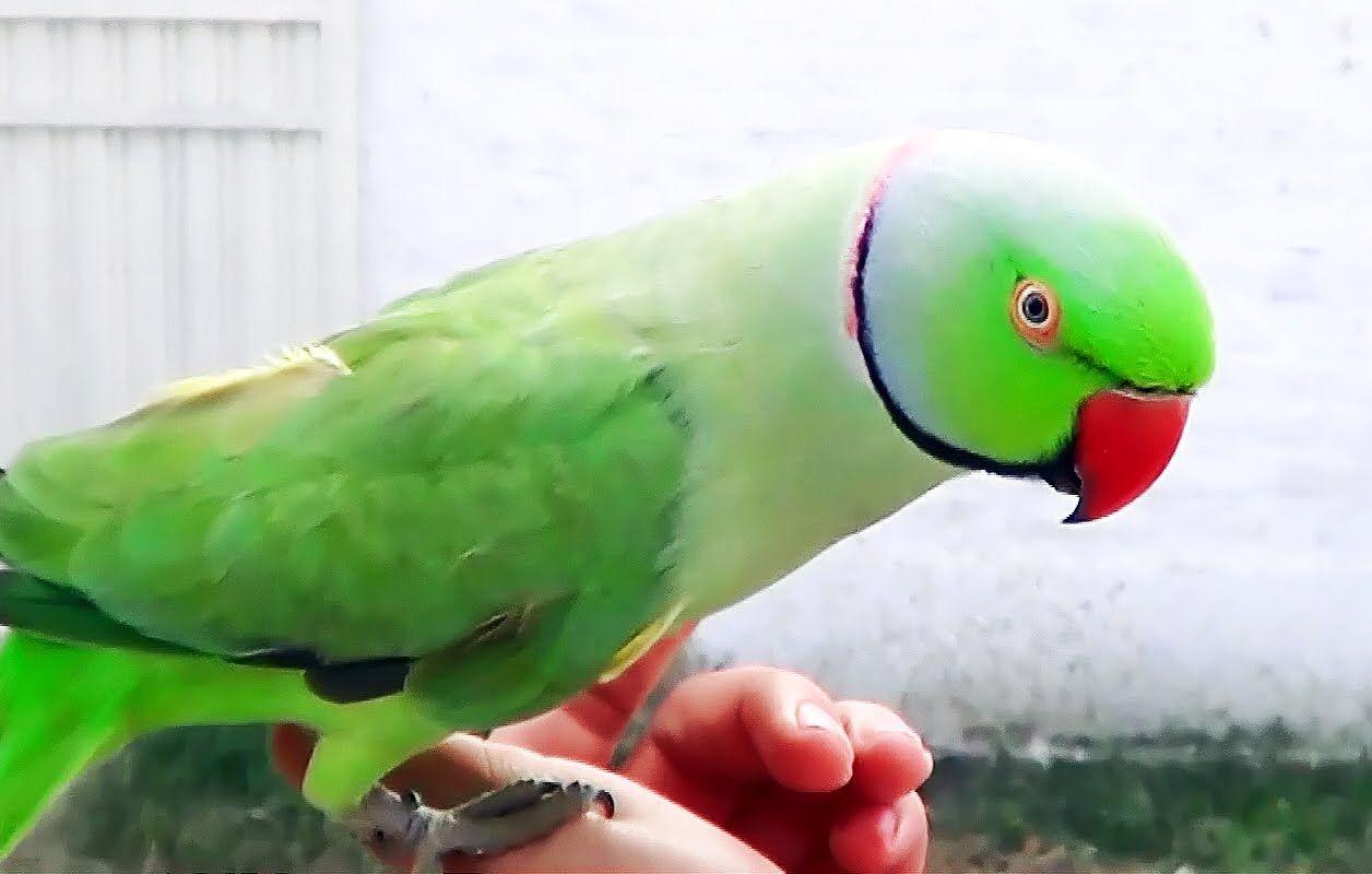 1256x800 Indian Ringneck Parrot talking and whistling cute bird