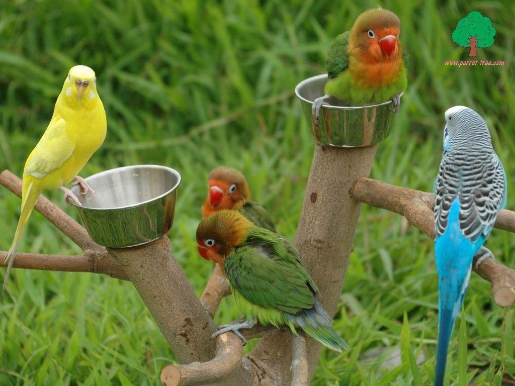1024x768 Beautiful Parrot Image Wallpaper Photo Download【2018】