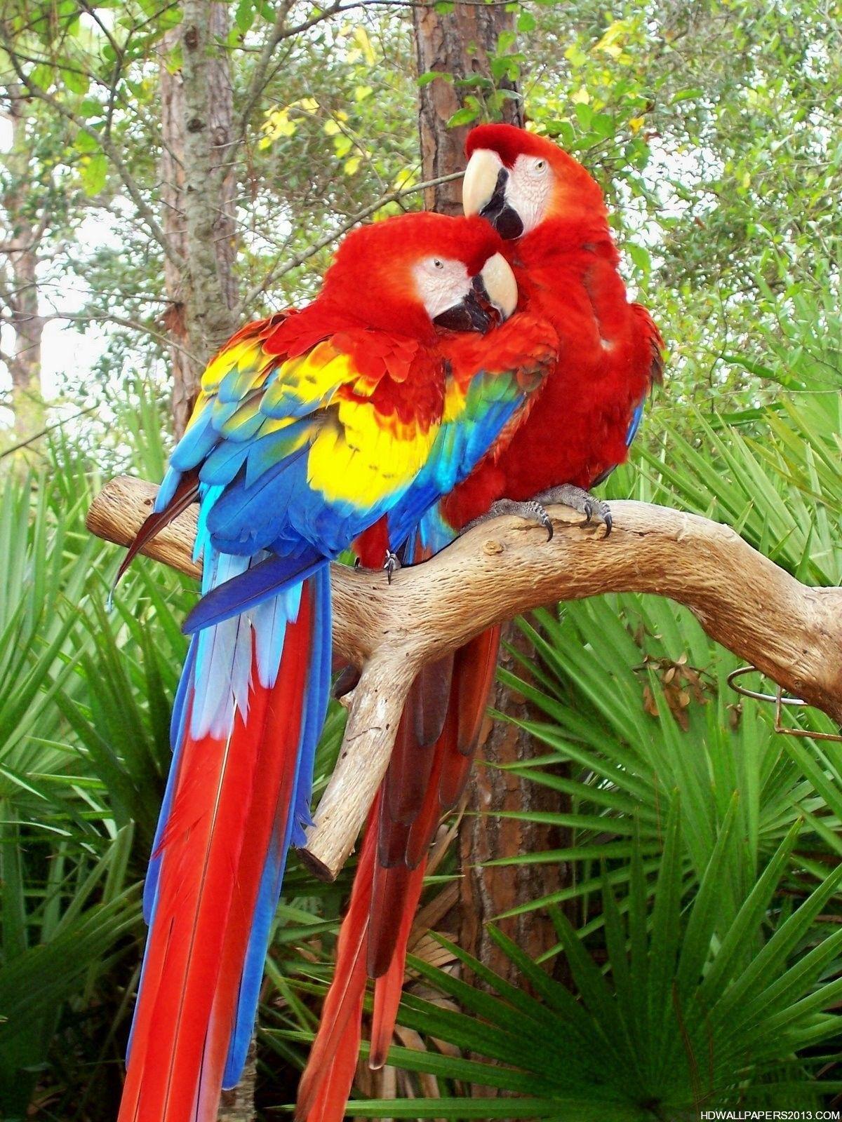 1200x1600 photos of birds. Love Bird Parrot
