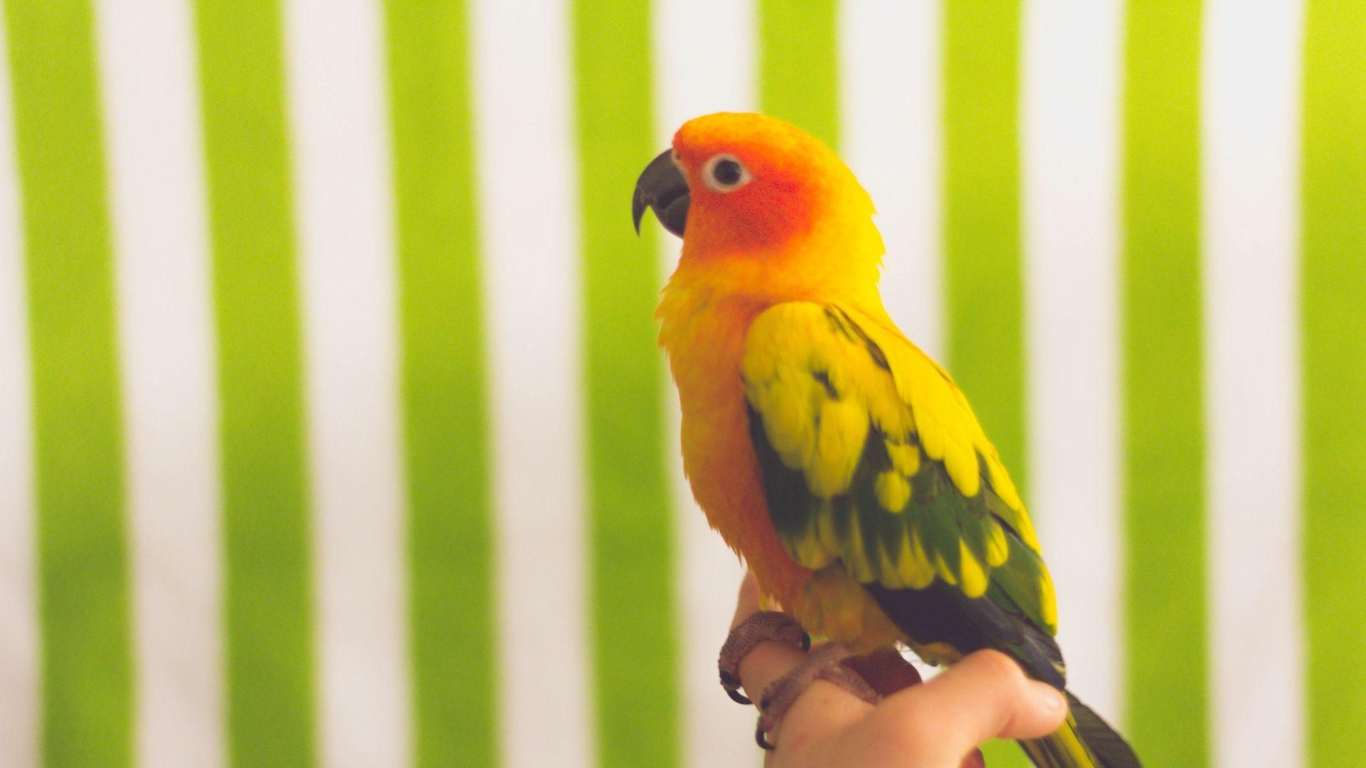 1920x1080 Download wallpaper 1920x1080 parrot, bird, colorful full hd, hdtv