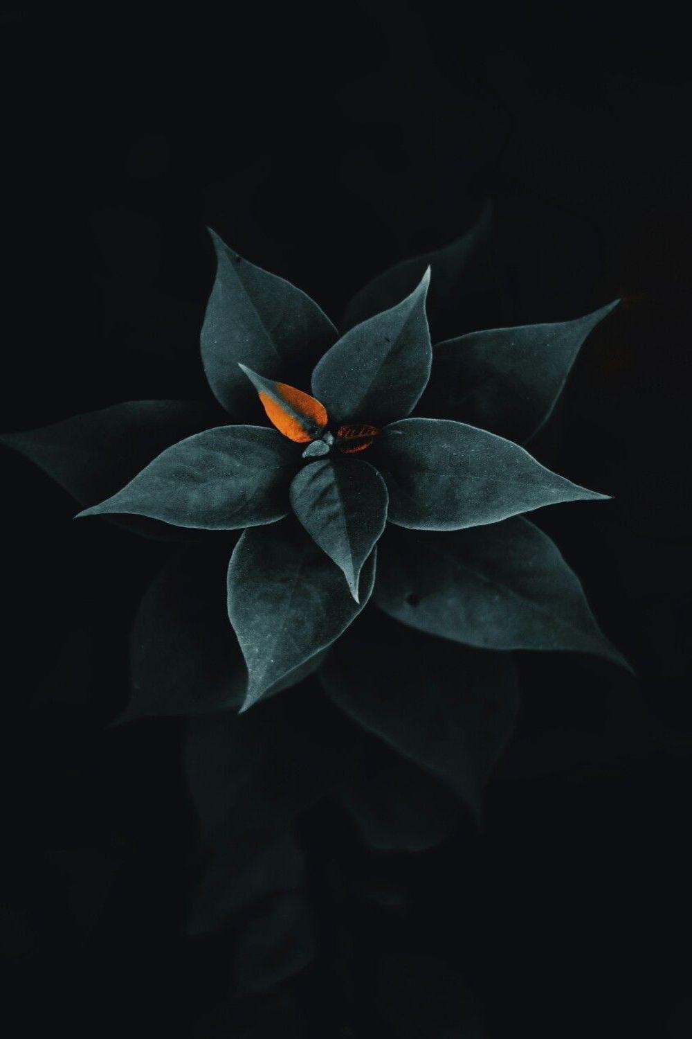1000x1500 Best Black wallpaper HD 4k Free Downloads. Flowers black background, Leaves wallpaper iphone, Black background photography