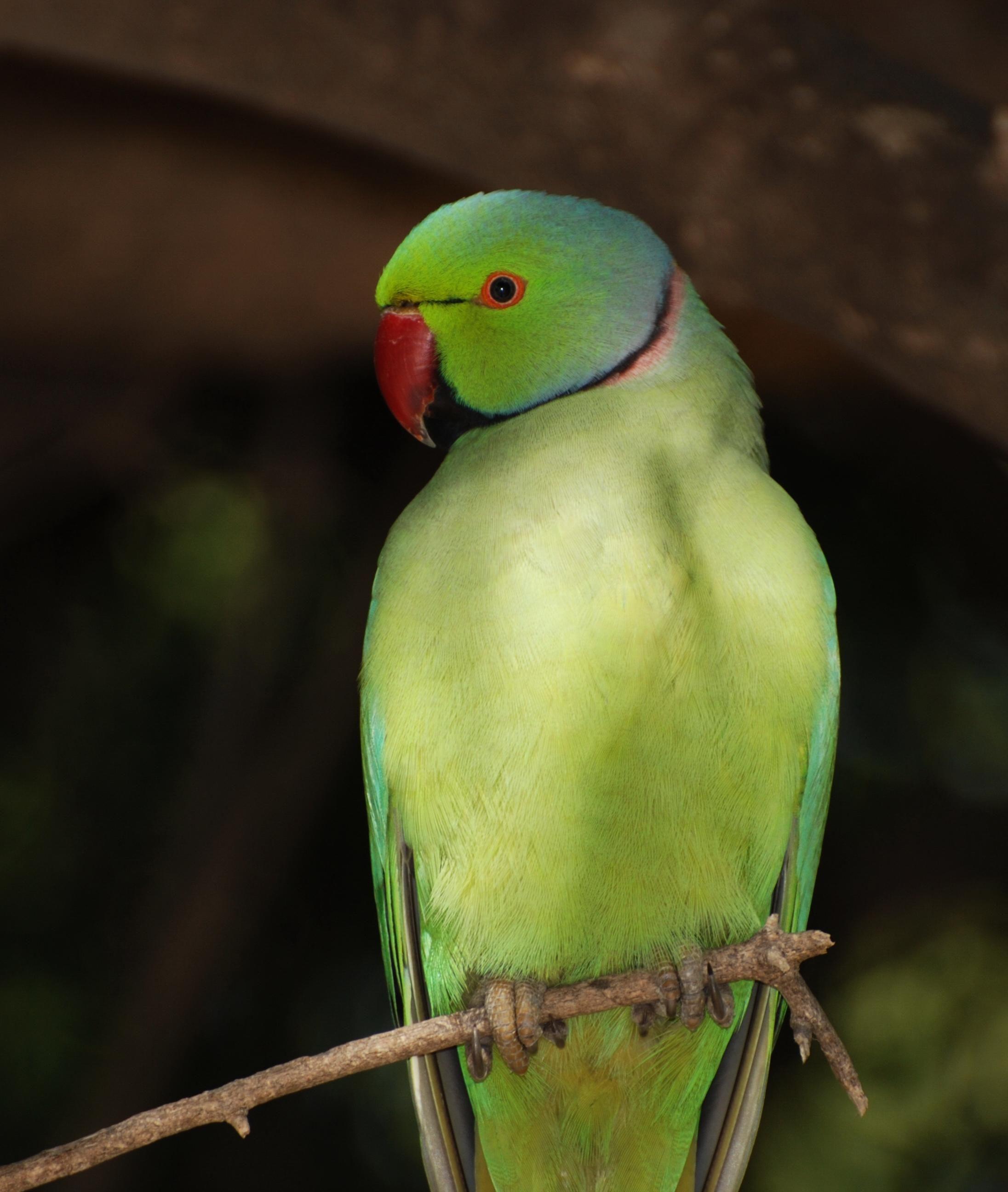 2192x2592 Funny bird image wallpaper