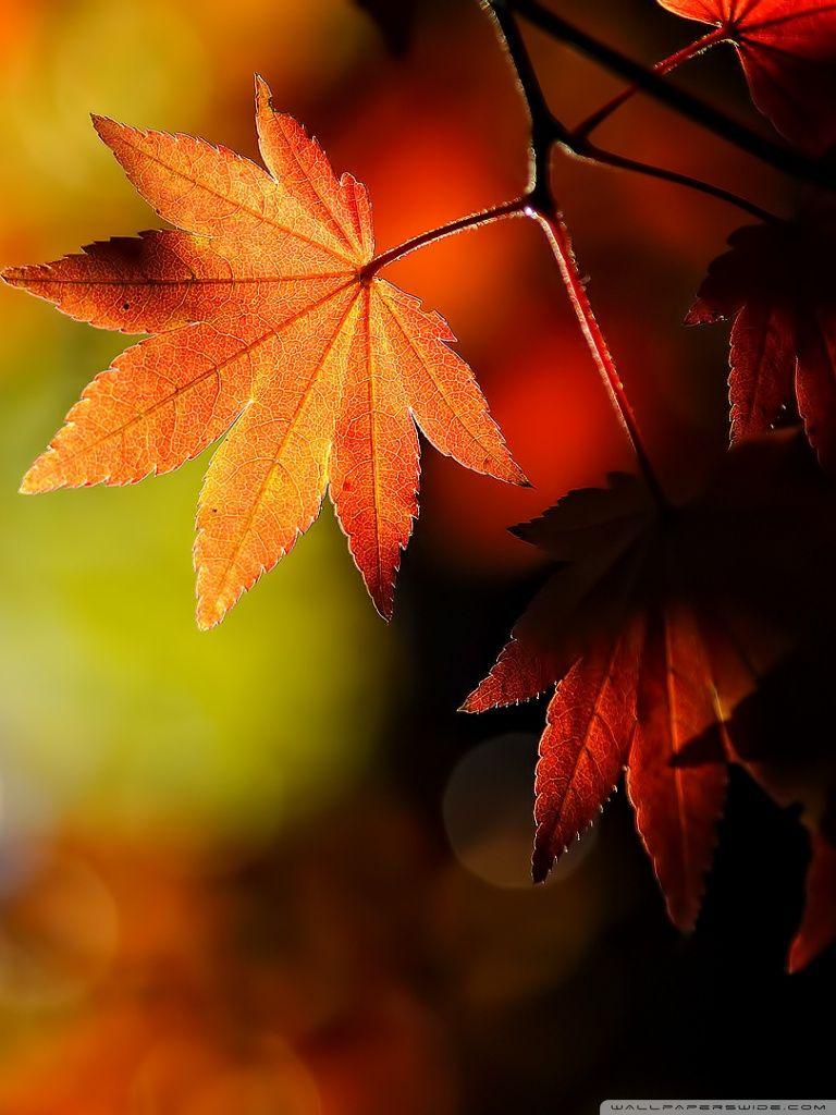 768x1024 Gionee Wallpaper HD Download