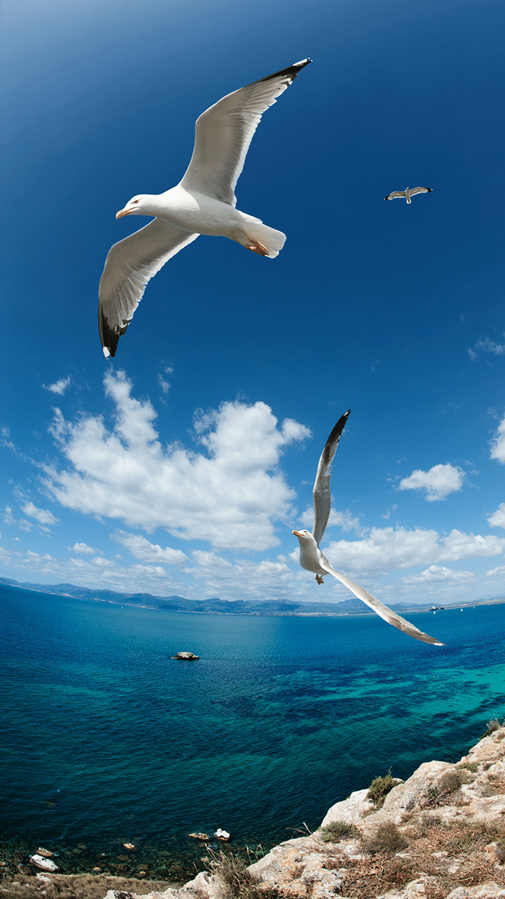 720x1280 Gionee Wallpaper