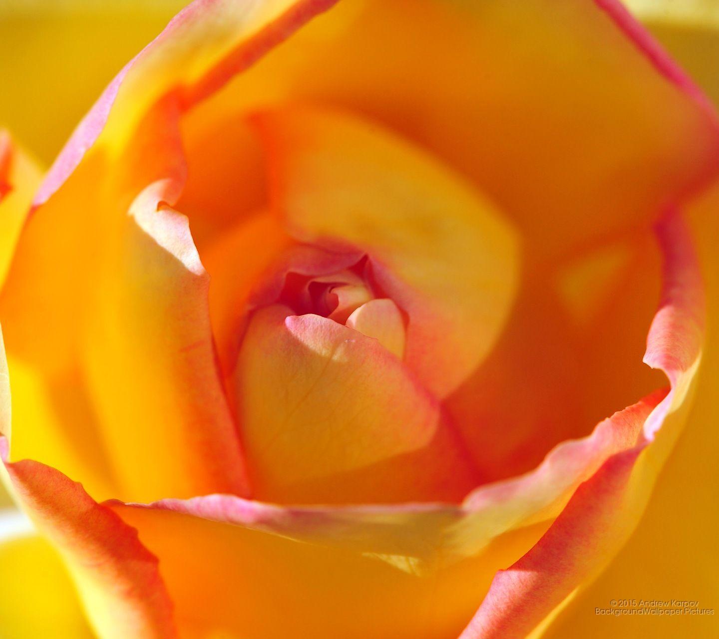 1440x1280 Gionee Marathon M5 lite: Rose Flower wallpaper Marathon M5