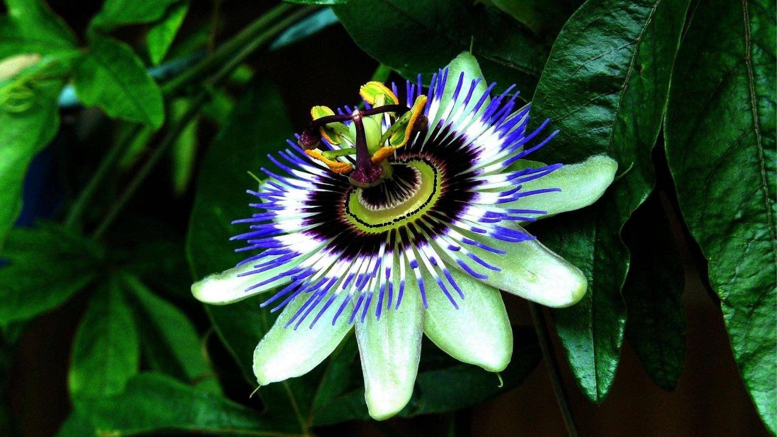 1600x900 Passion Flowers HD Desktop wallpaper free download