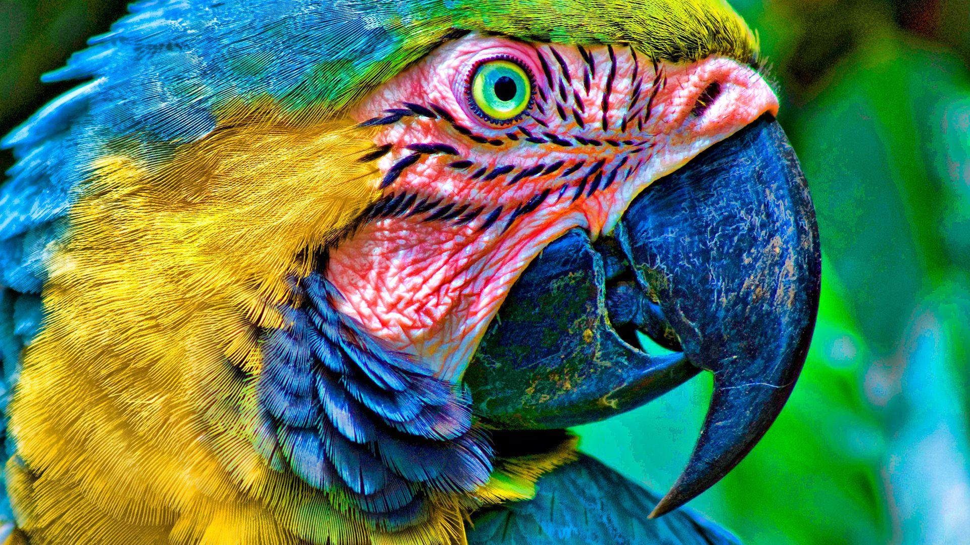 1920x1080 Free download Parrot Desktop Wallpaper FREE on Latorocom [1920x1080] for your Desktop, Mobile & Tablet. Explore Parrot Desktop Wallpaper. Parrot Wallpaper, HD Parrot Wallpaper, Free Bird Wallpaper for Desktop