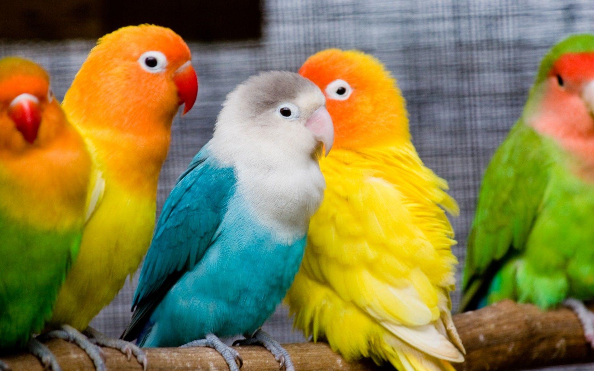 1920x1200 Free download birds desktop wallpaper cute birds HD Cute Birds Desktop Wallpaper [1920x1200] for your Desktop, Mobile & Tablet. Explore Parrot Desktop Wallpaper. Parrot Wallpaper, HD Parrot Wallpaper, Free