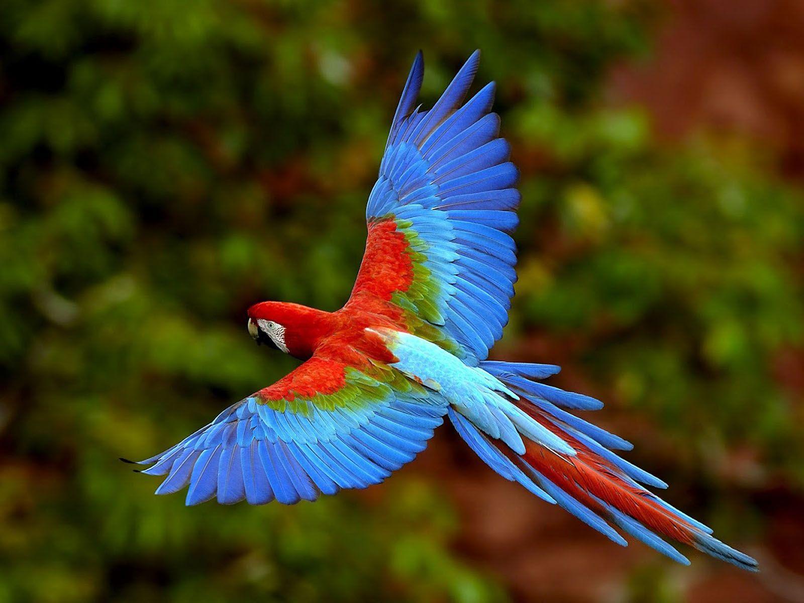 1600x1200 Colorful Parrot Wallpaper
