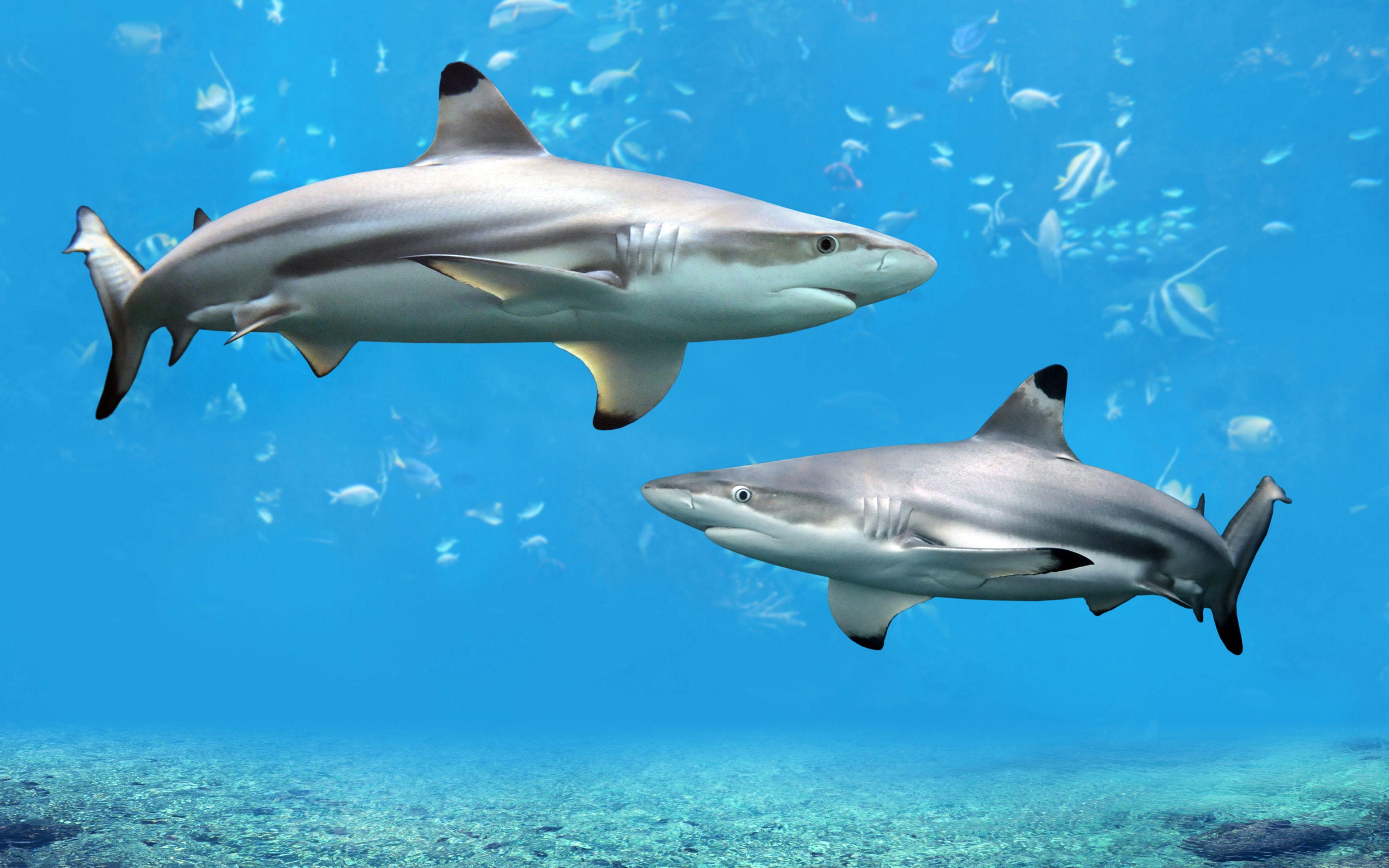 3840x2400 Shark Desktop Wallpaper HD Widescreen Free Download :