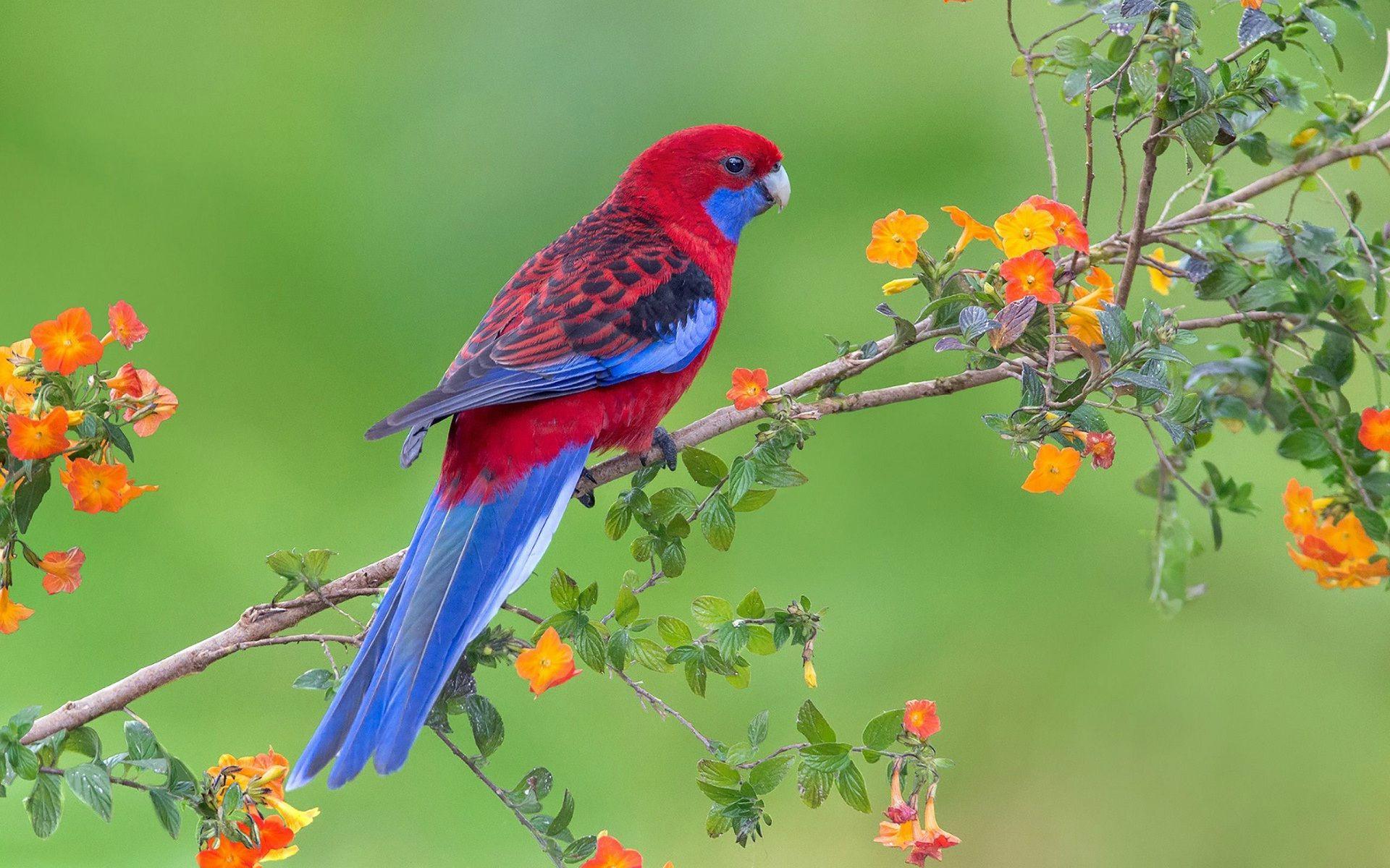 1920x1200 Blue Parrot Bird Desktop Background Wallpaper In Flower Tree
