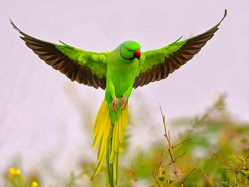 1024x768 Birds HD Wallpaper Green Parrot Drawing HD Wallpaper