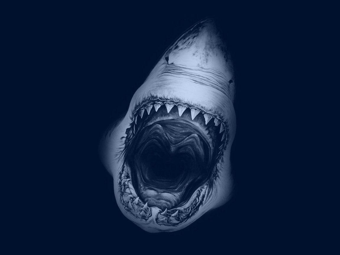1152x864 Great White Shark Desktop Wallpaper
